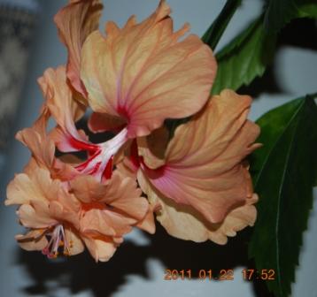 Изображение 1295.jpg