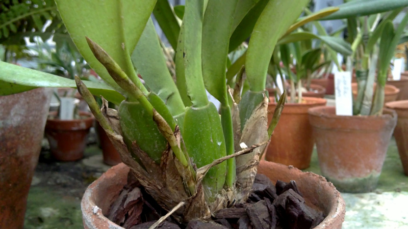 Trichopilia fragans.jpg