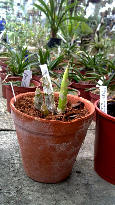 Catasetum schmidtianum escuro x escuro.jpg