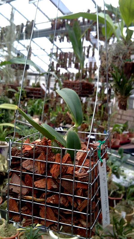 Cattleya walkeriana sami alba x walkeriana sami alba.jpg