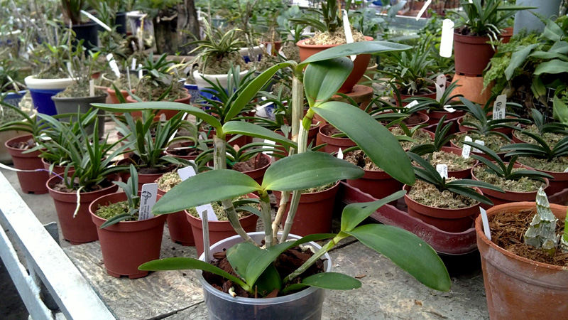 Cattleya intermedia orlata Rio.jpg
