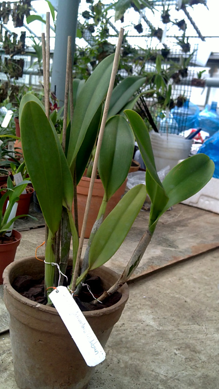 Brassolaecattleya Angkinantana petchburi.jpg