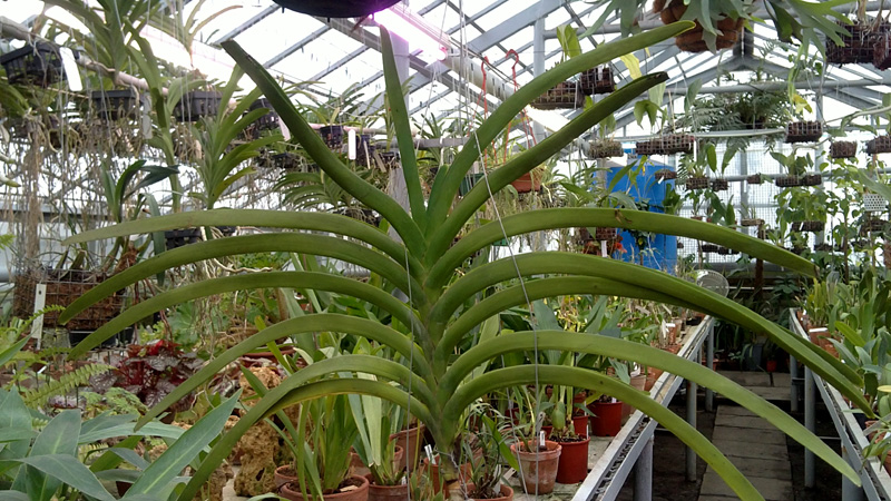 vanda sanderiana.jpg