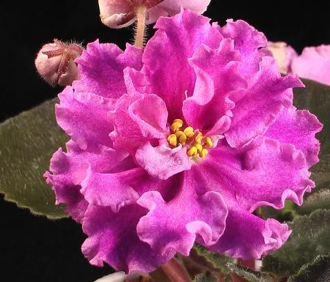 -богиня Красоты4.jpg