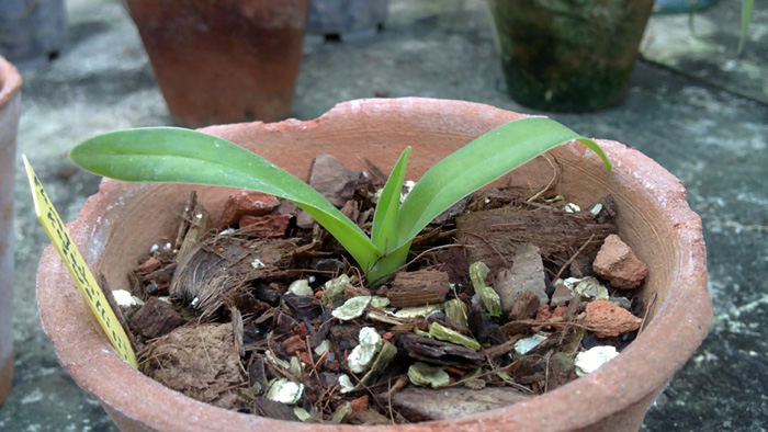 Phragmipedium kovachii х wallisii.jpg
