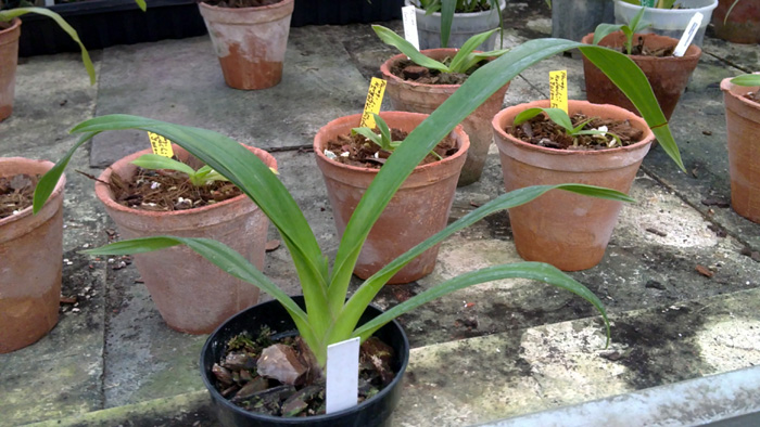 Phragmipedium longifolium.jpg