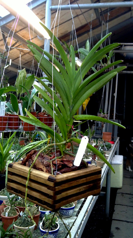 Ascocenda Princess Mikasa Blue.jpg