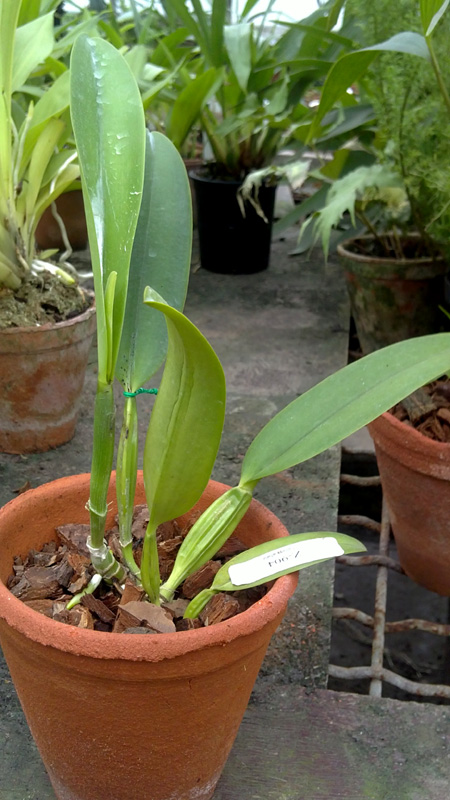 Cattleya labiata alba x Cattleya labiata roxo bispo Urbano.jpg