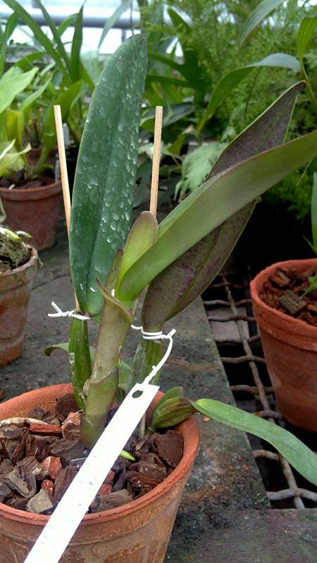 Cattleya labiata Vera Cristina x Cattleya labiata lilas Borges.jpg