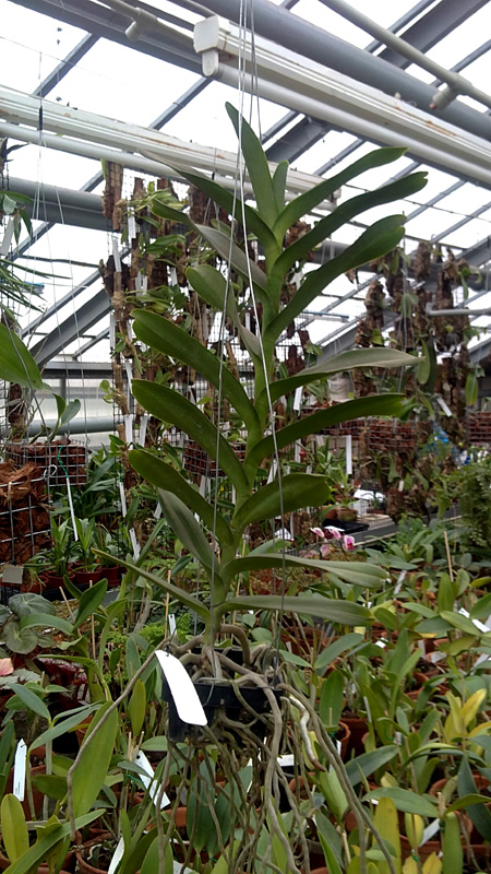 Renantera Kalsum-stori.jpg