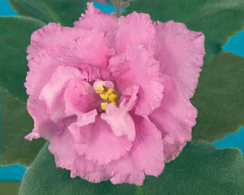 -РОЗОВАЯ ГВОЗДИКА.jpg