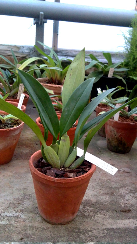 Trichopilia tortillis.jpg