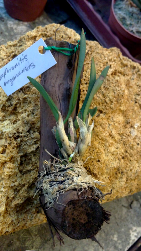 Sophronitis organensis.jpg