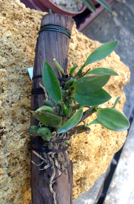 Sophronitis coccinea.jpg