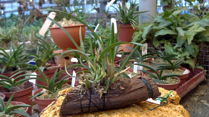 Sophronitis violacea.jpg