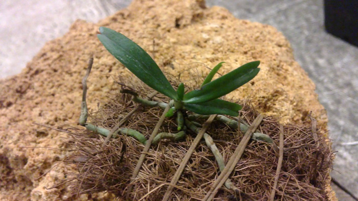 Aerangis rhodosticta.jpg