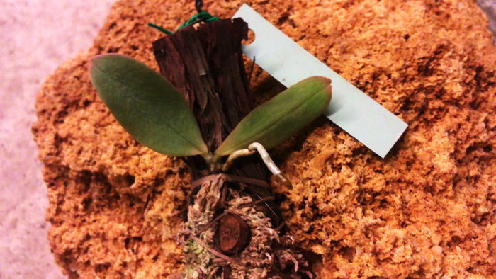 Aerangis stylosa.jpg