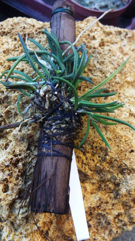 Leptotes unicolor.jpg