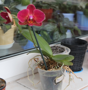 само растение