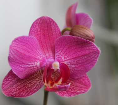 Ph. Sogo Lisa - Siline Maple