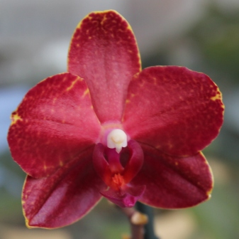 Скарлет (очень благодарное растение)