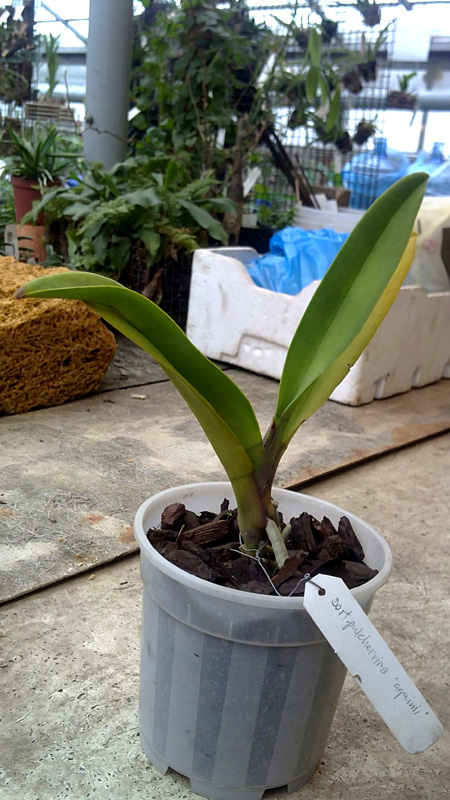 Doritis pulcherrima aquinii.jpg