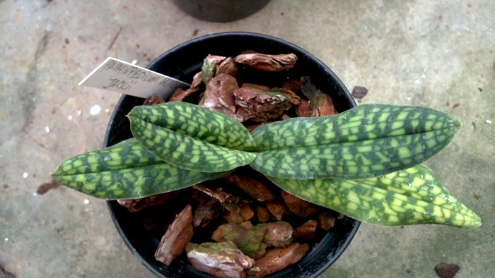 Paphiopedilum Armeniwhite X jackii.jpg