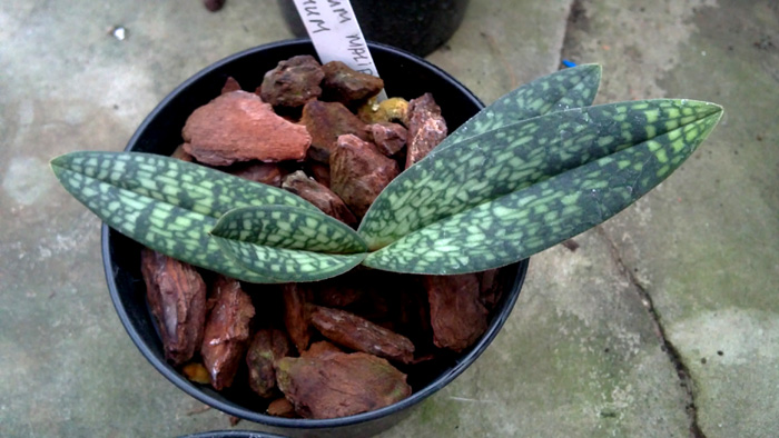 Paphiopedilum malipoense X micranthum.jpg