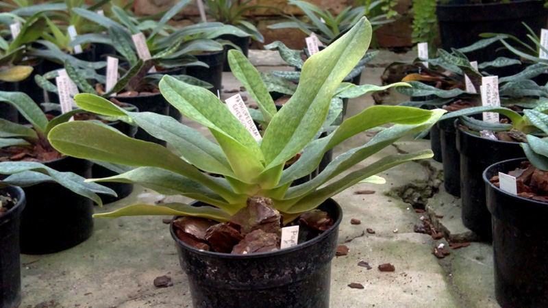 Paphiopedilum Saint Swithin x malipoense.jpg