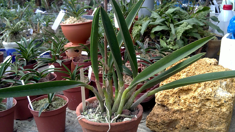 Laelia briegeri.jpg