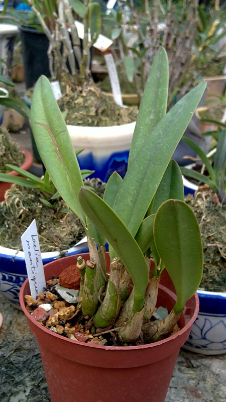 Laelia mantiqueirae.jpg