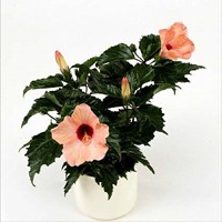 это фото из инета