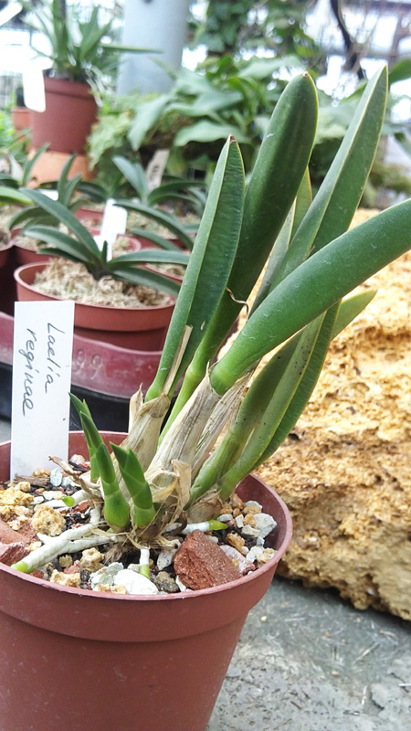 Laelia reginae 1.jpg