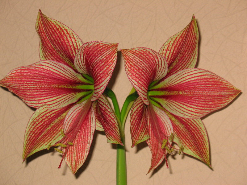 Экзотик Стар