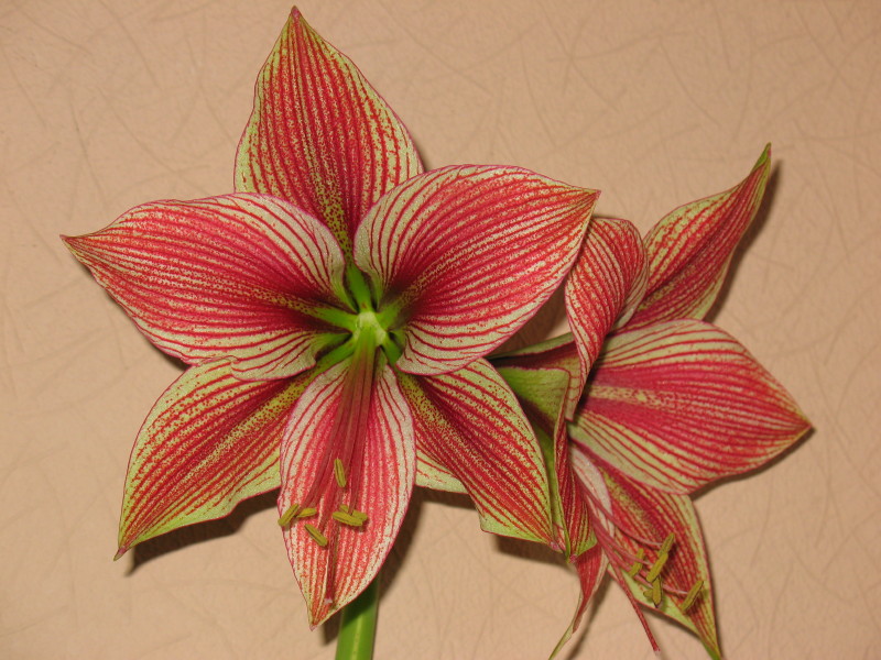 Экзотик Стар