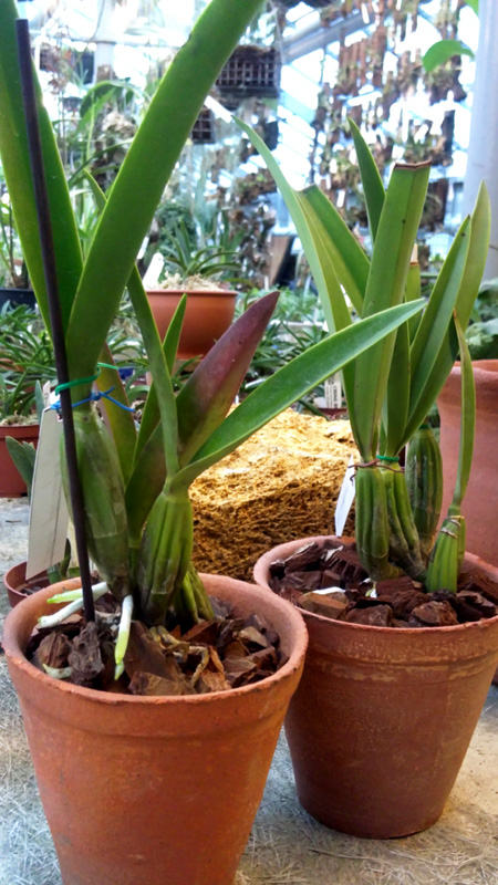 Laelia gouldiana.jpg