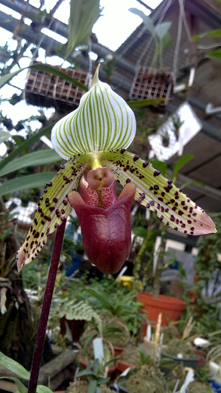 PAPHIOPEDILUM MAUDIAE COLORATUM.jpg