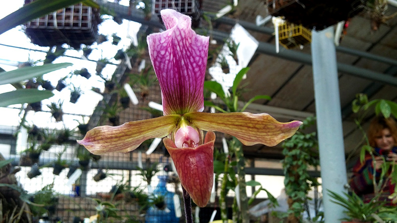 Paphiopedilum Maudiae Maud.jpg