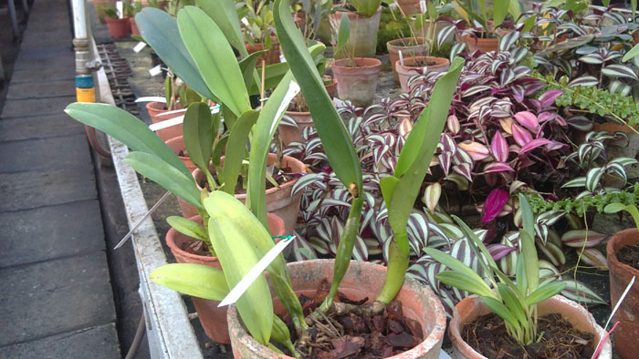 Cattleya trianae3.jpg