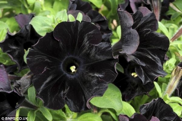 Петуния Black Velvet-Чёрный Бархат