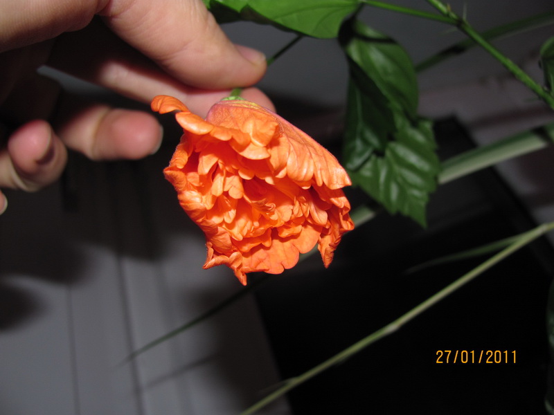 текилка 001.jpg