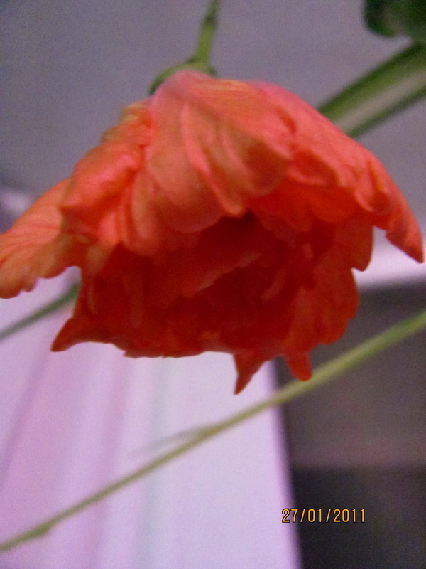 текилка 008.jpg