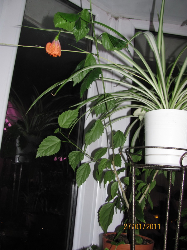 текилка 003.jpg