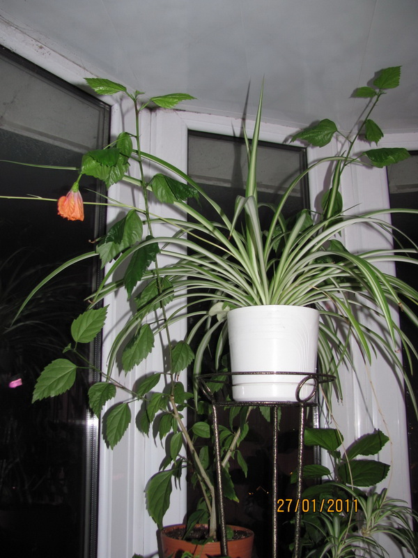 текилка 004.jpg