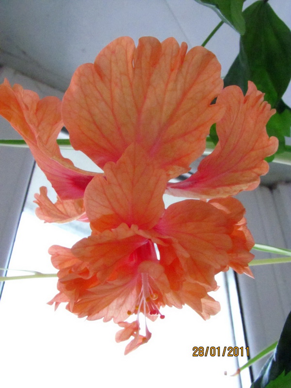 текилка 017.jpg