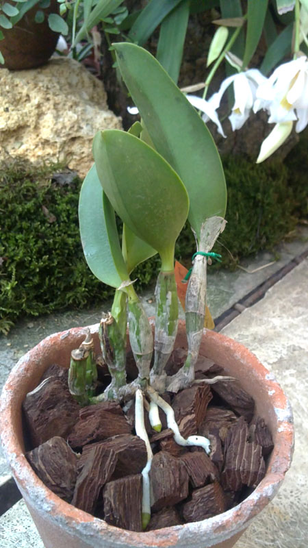 Laeliocattleya Aloha Case.jpg