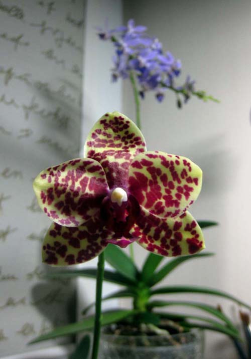 Phal. Dou-dii Rose ‘Ching Her’