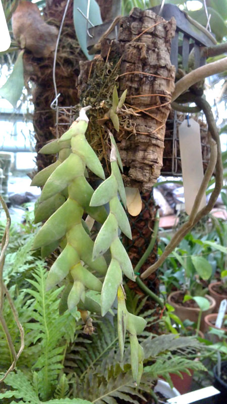 Dendrobium distichum.jpg