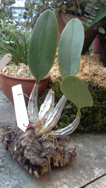 Dendrobium aggregatum.jpg