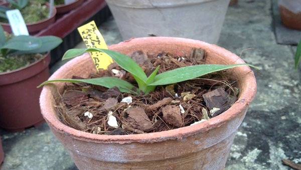 Phragmipedium kovachii x Jason Fischer.jpg